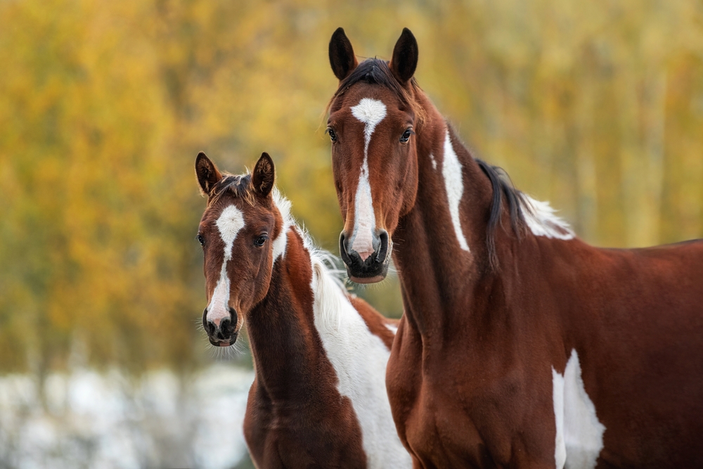 Ilustrační foto; Credit: Shutterstock