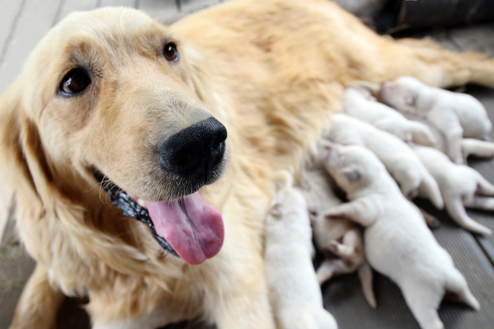 Ilustrační foto; Credit: Shutterstock