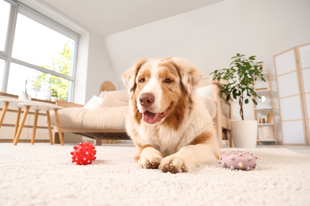 Ilustrační foto; Credit: Shutterstock