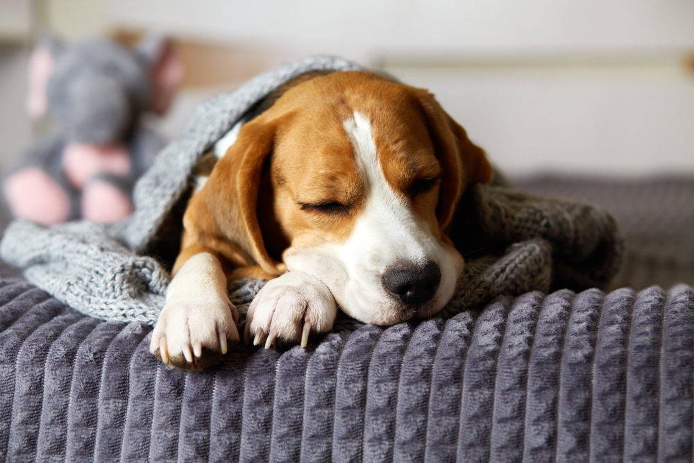 Ilustrační foto; Credit: Shutterstock