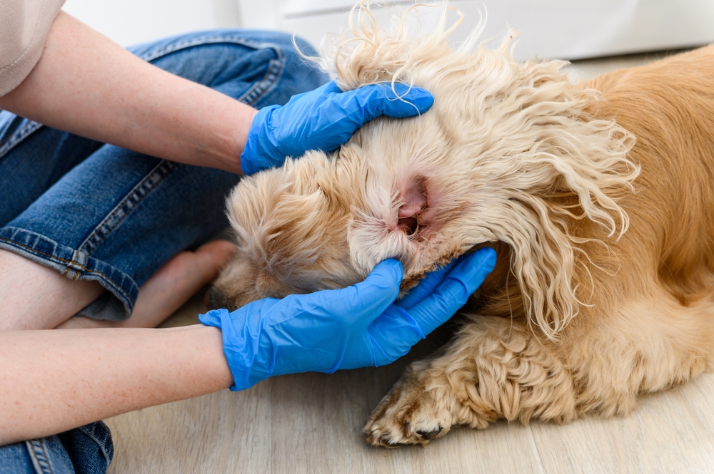 Ilustrační foto; Credit: Shutterstock