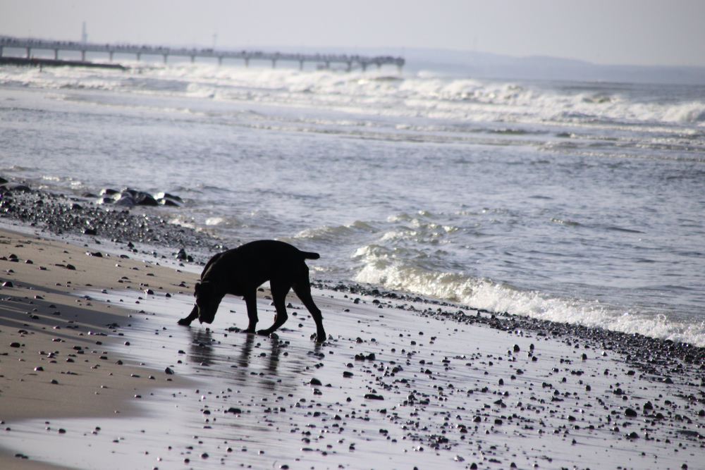 Ilustrační foto; Credit: Shutterstock