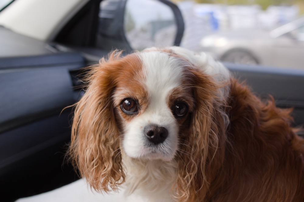 Ilustrační foto; Credit: Shutterstock