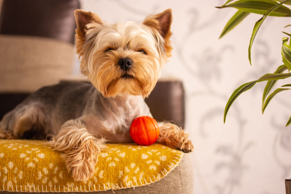 Ilustrační foto; Credit: Shutterstock