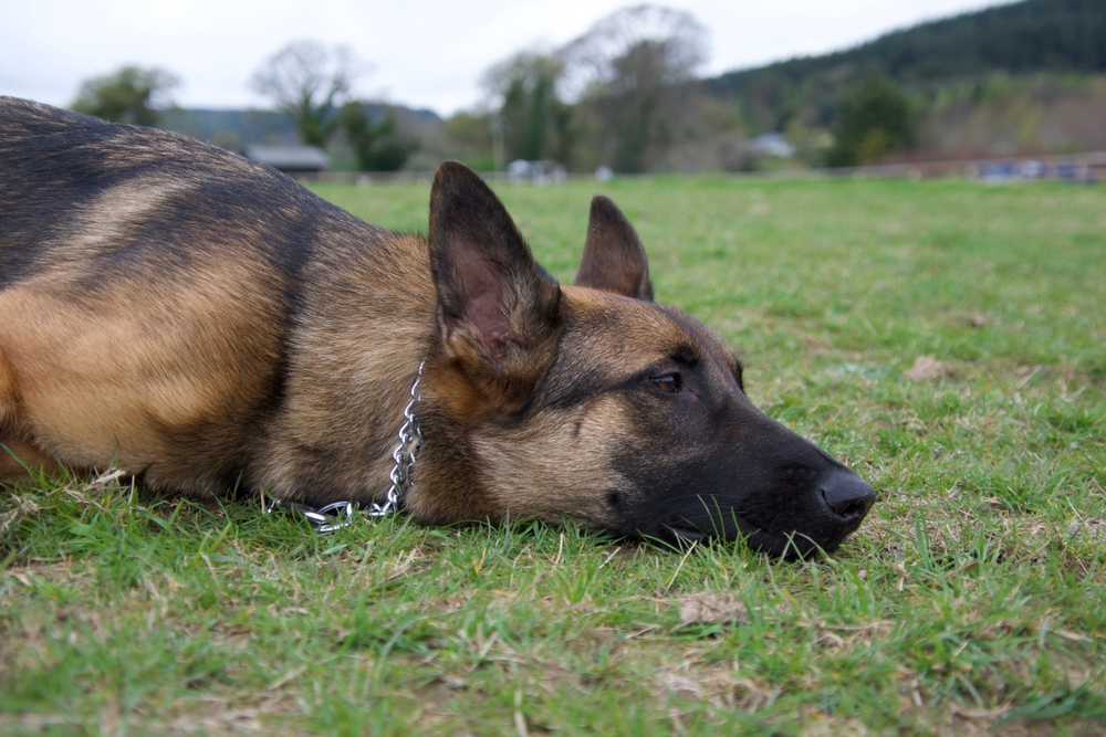 Ilustrační foto; Credit: Shutterstock