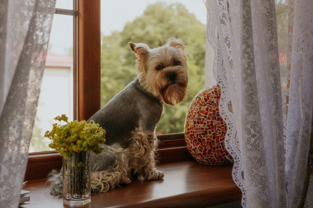 Ilustrační foto; Credit: Shutterstock