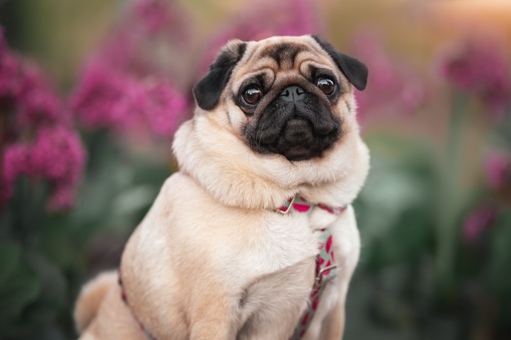 Ilustrační foto; Credit: Shutterstock