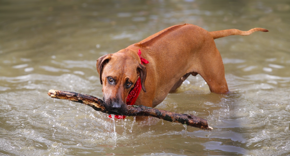 Ilustrační foto; Credit: Shutterstock