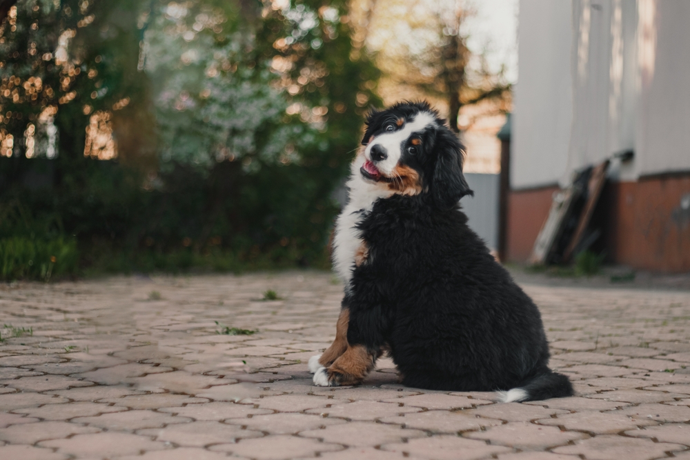 Ilustrační foto; Credit: Shutterstock