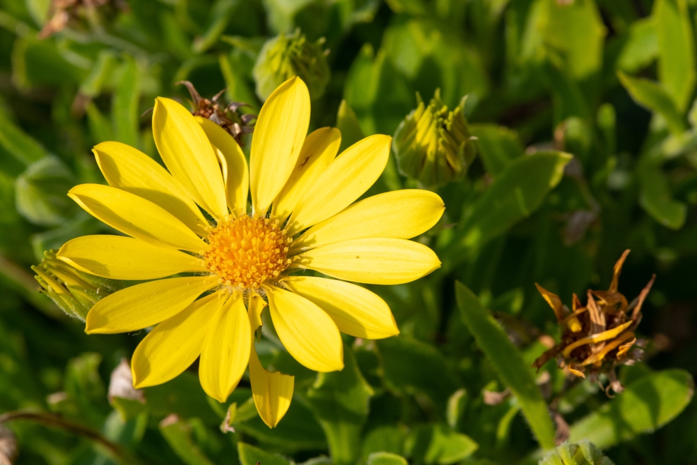 Ilustrační foto; Credit: Shutterstock