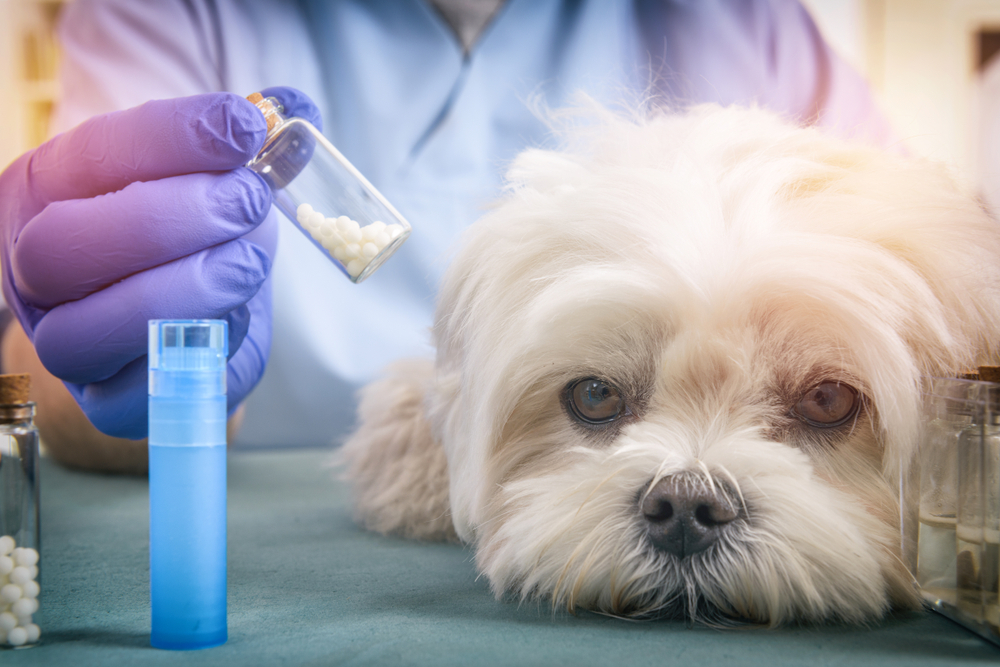 Ilustrační foto; Credit: Shutterstock