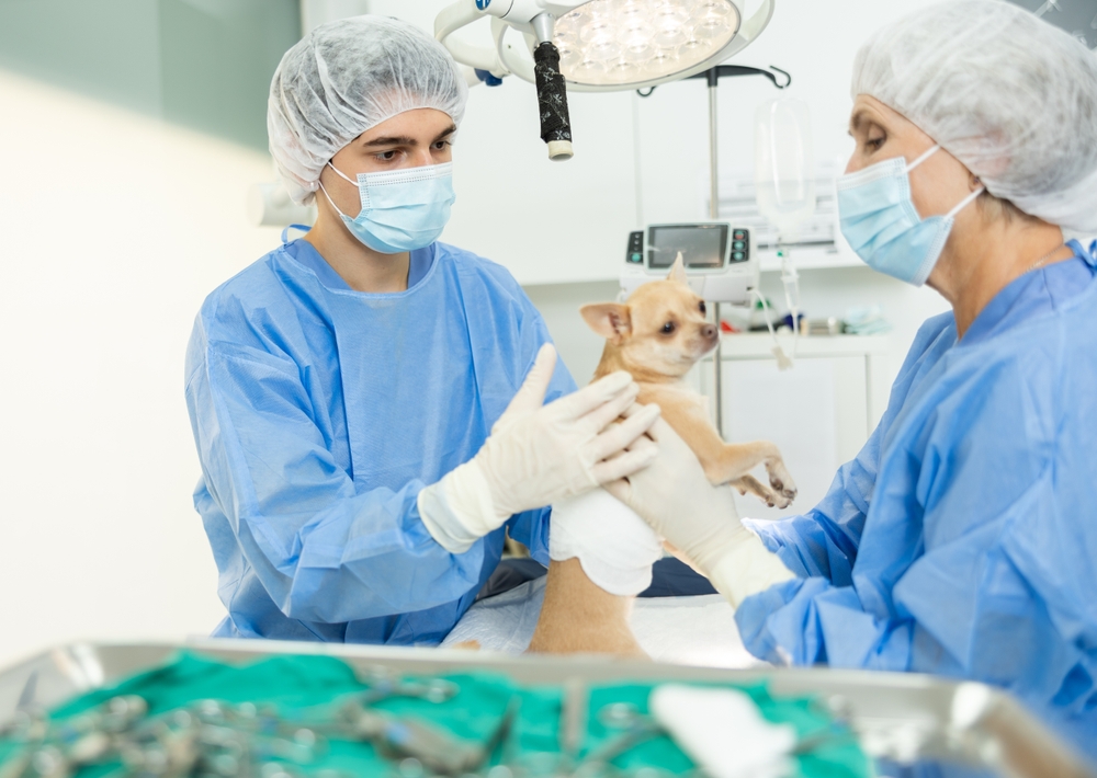 Ilustrační foto; Credit: Shutterstock