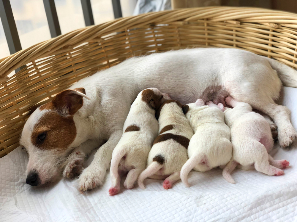 Ilustrační foto; Credit: Shutterstock