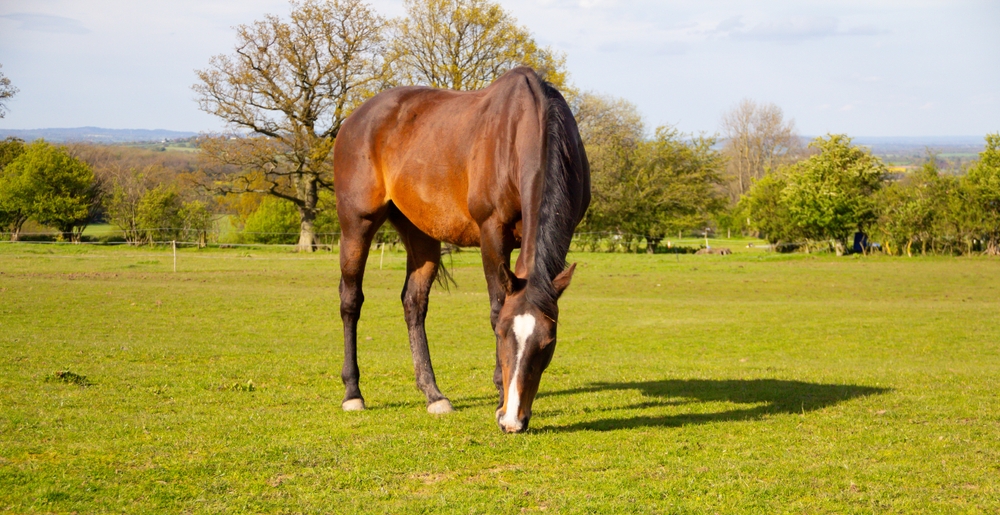 Ilustrační foto; Credit: Shutterstock