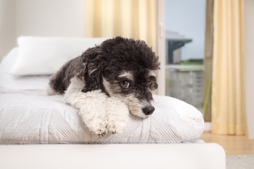 Ilustrační foto; Credit: Shutterstock