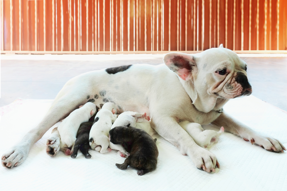 Ilustrační foto; Credit: Shutterstock