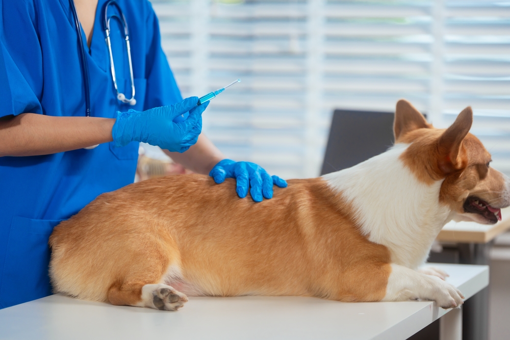 Ilustrační foto; Credit: Shutterstock