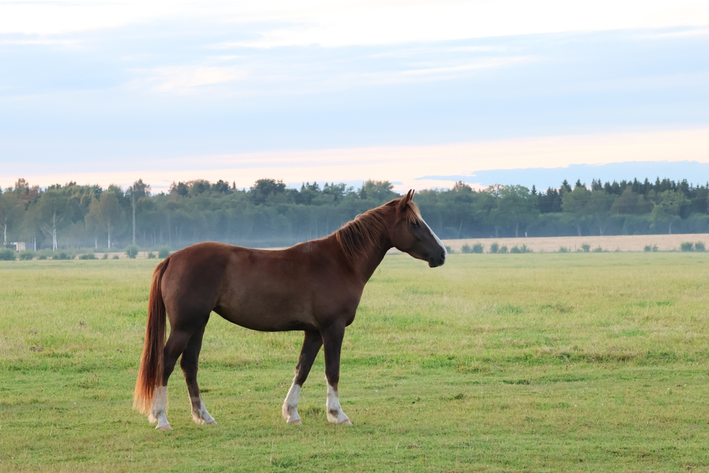 Ilustrační foto; Credit: Shutterstock