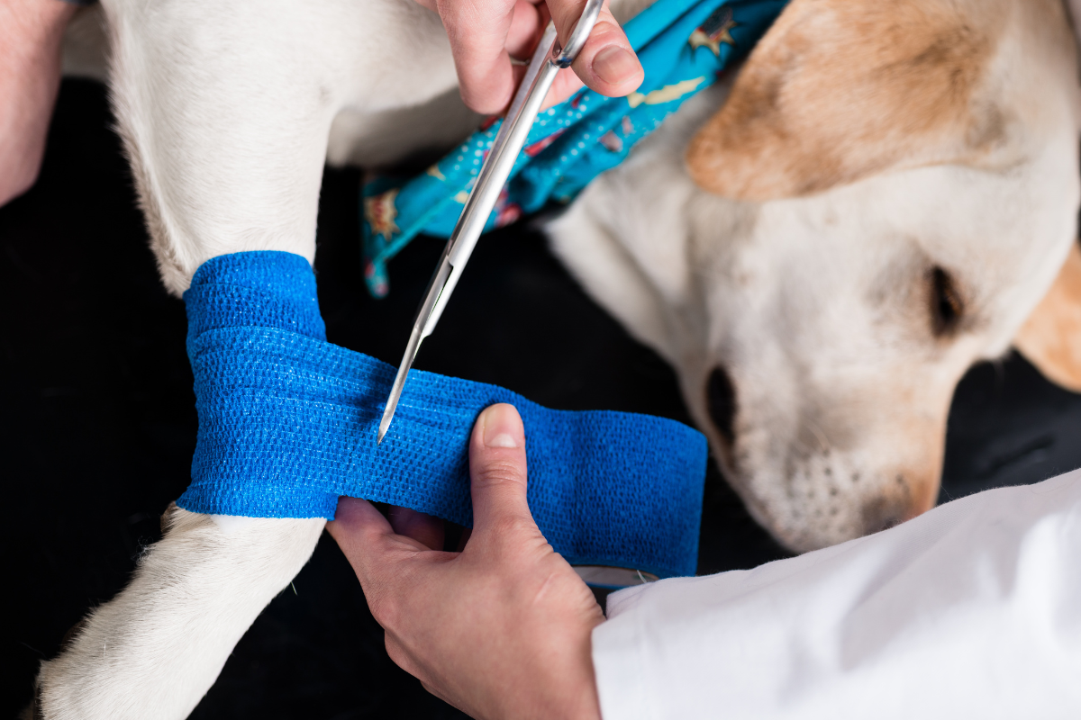 Ilustrační foto; Credit: Canva