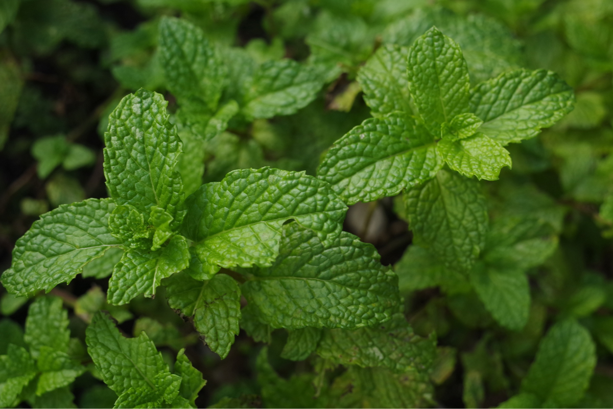 Ilustrační foto; Credit: Canva