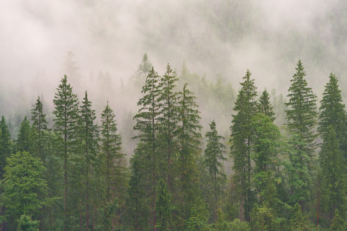 Ilustrační foto; Credit: Canva