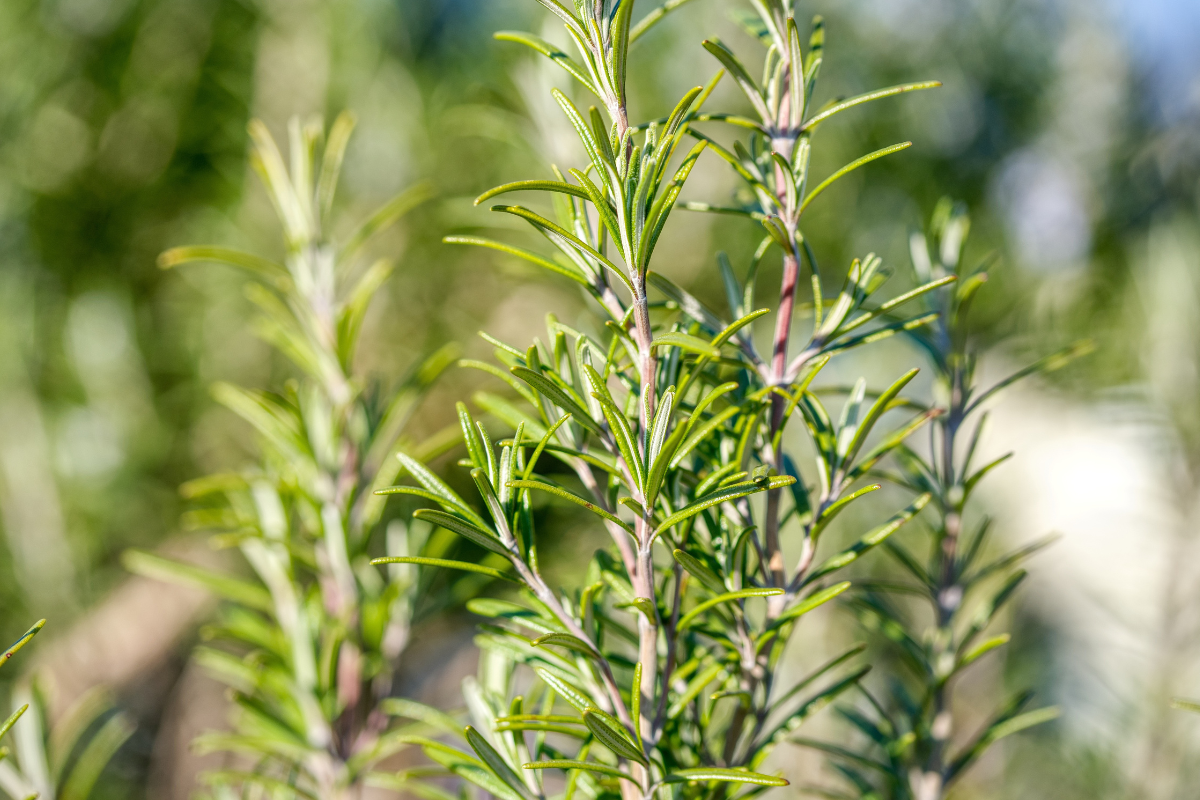 Ilustrační foto; Credit: Canva