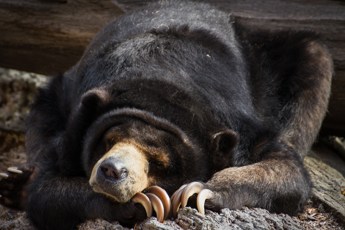 Ilustrační foto; Credit: Canva