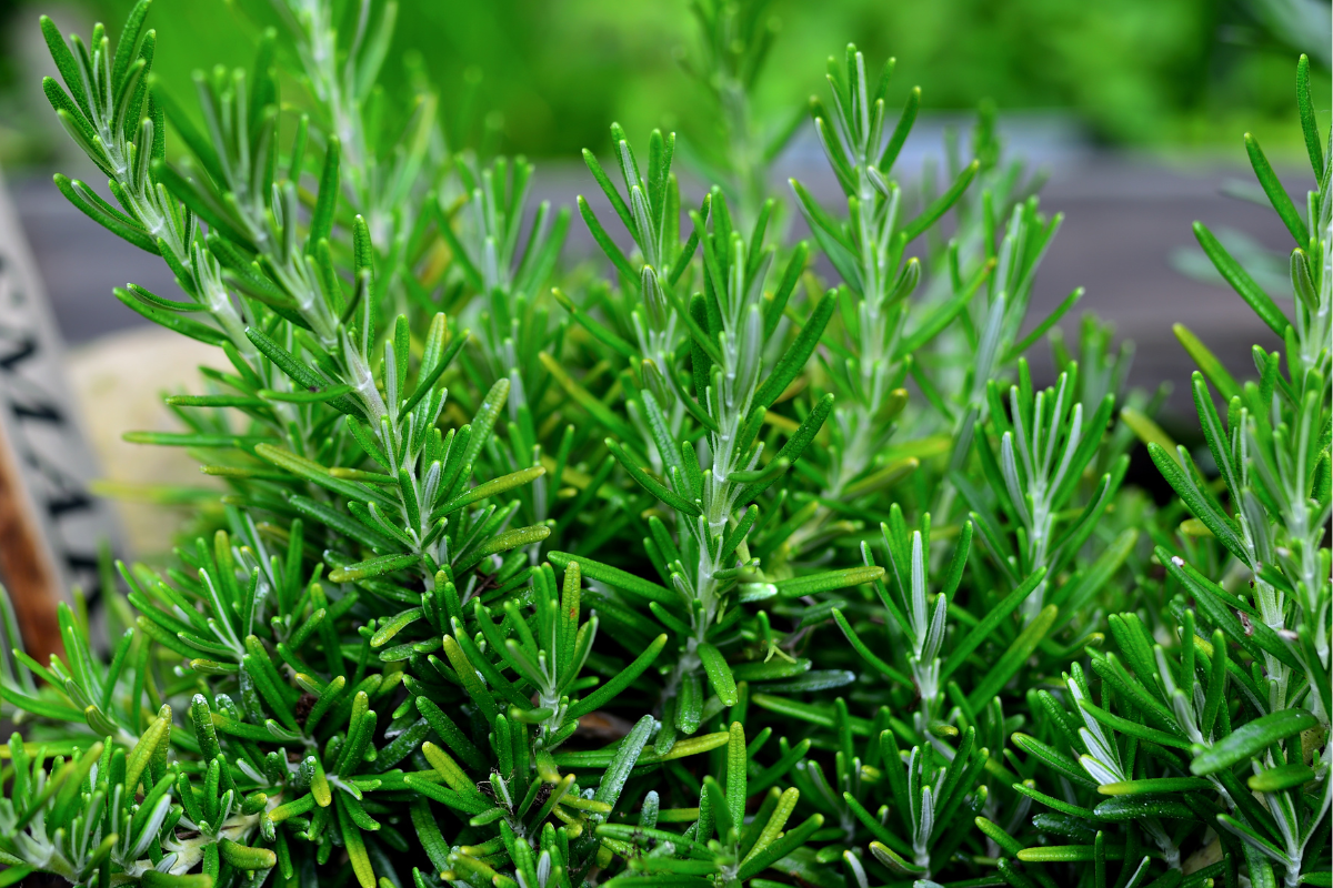 Ilustrační foto; Credit: Canva