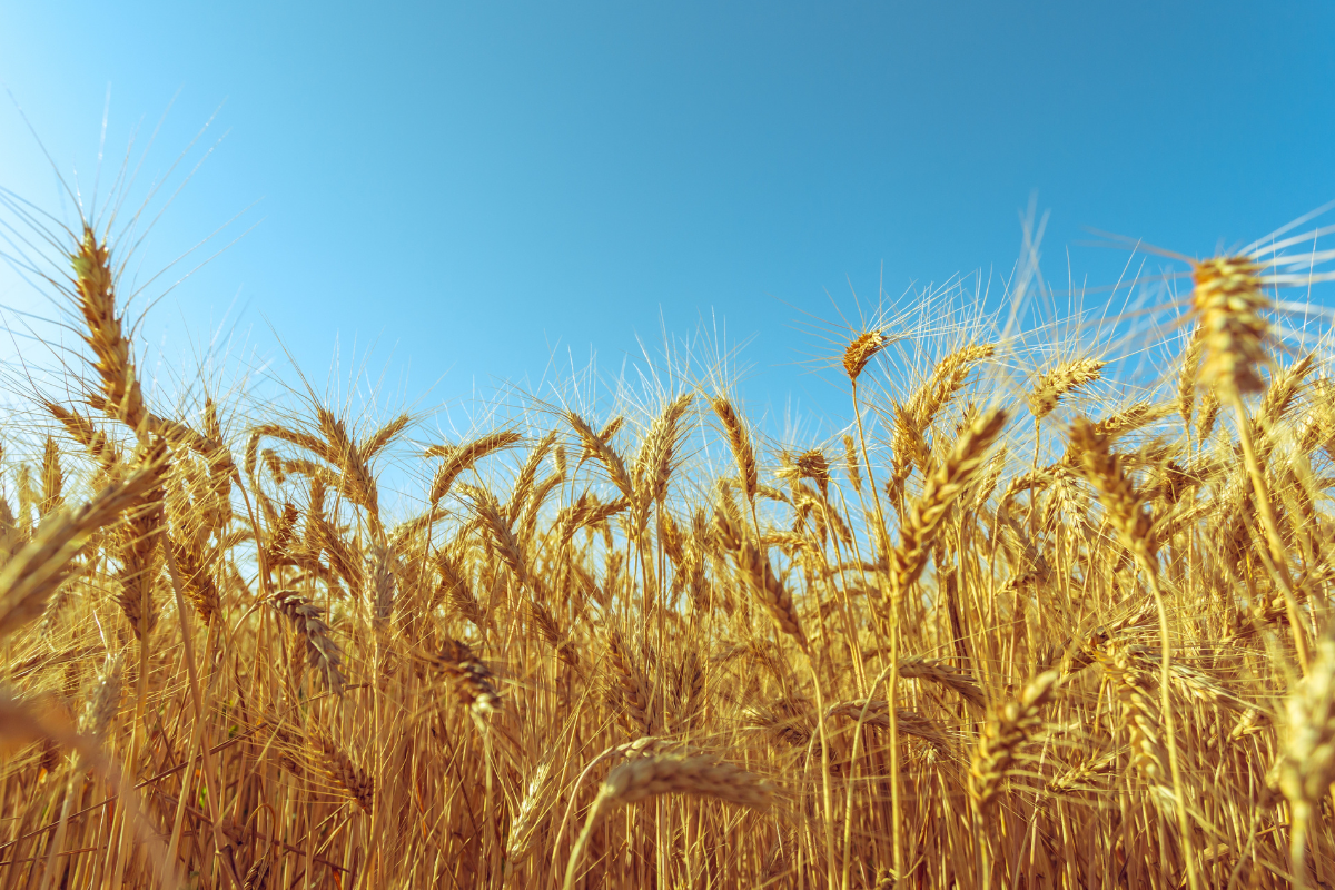 Ilustrační foto; Credit: Canva