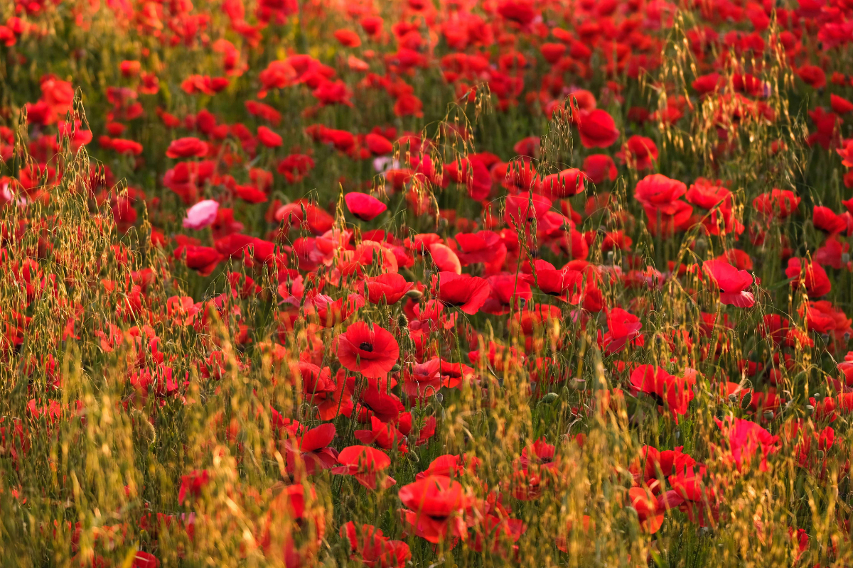 Ilustrační foto; Credit: Canva