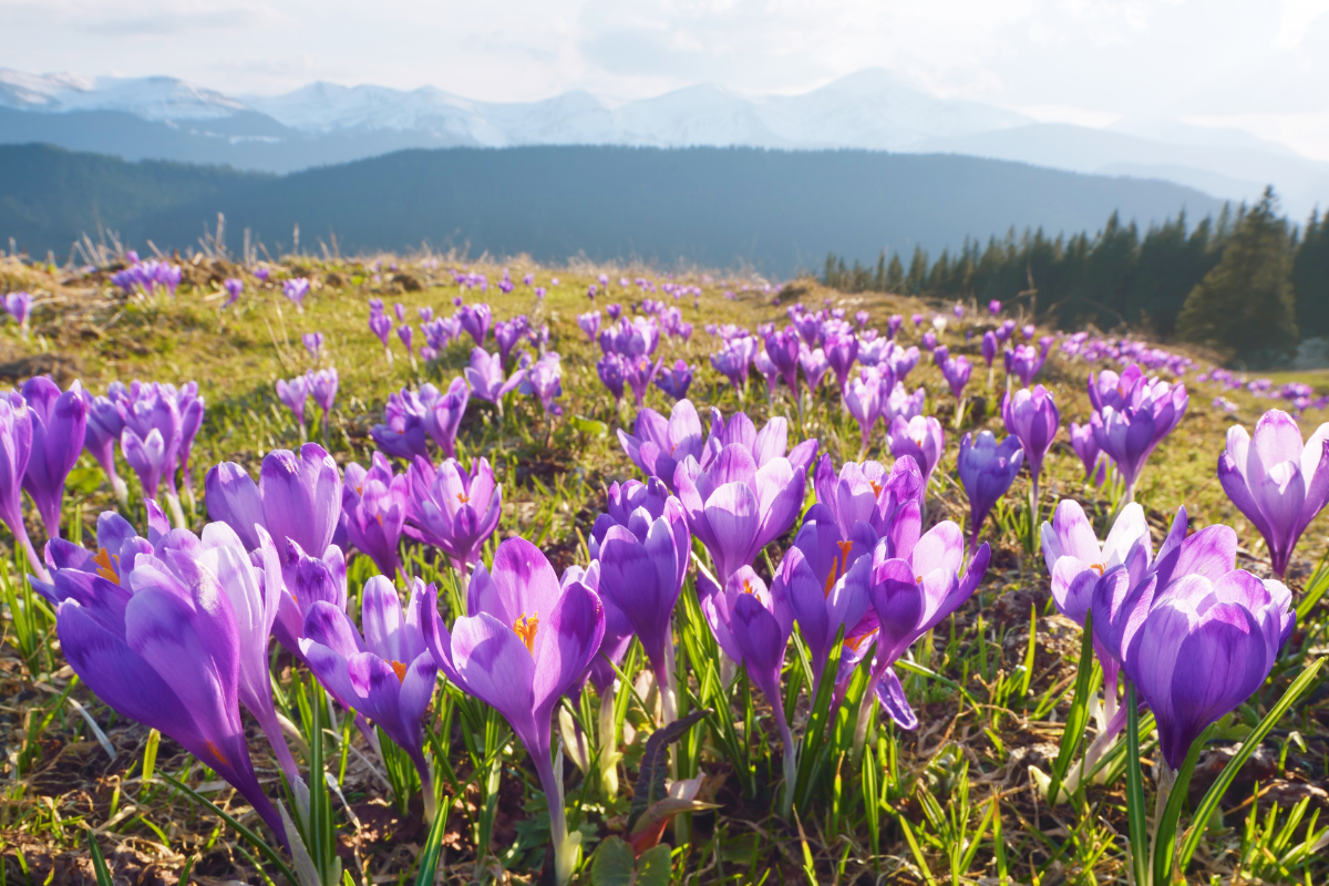 Ilustrační foto; Credit: Canva