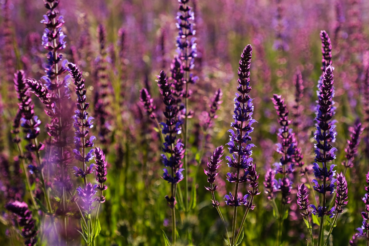 Ilustrační foto; Credit: Canva