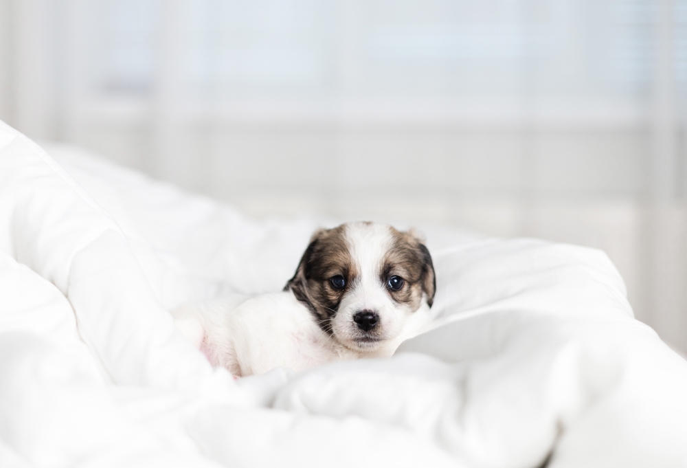 Ilustrační foto; Credit: Shutterstock