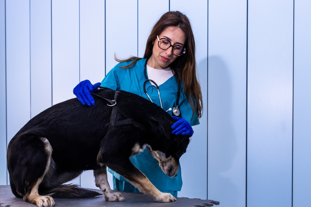 Ilustrační foto; Credit: Shutterstock