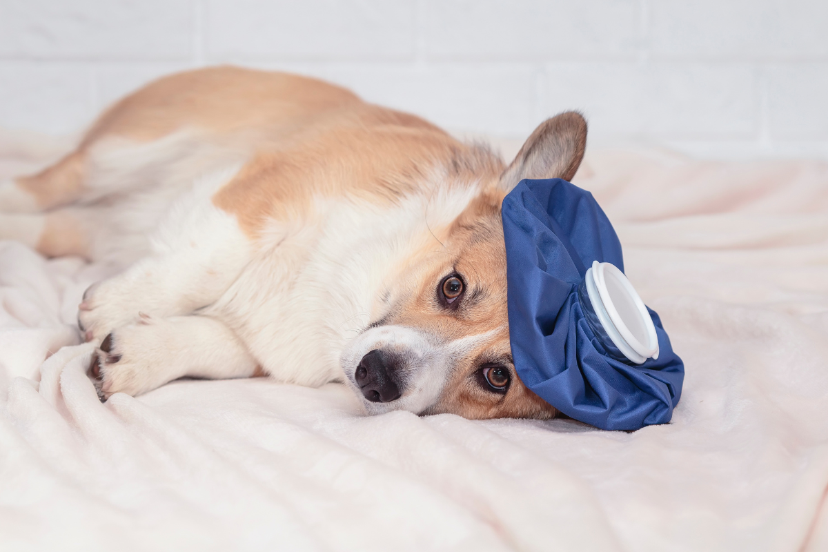 Ilustrační foto; Credit: Canva