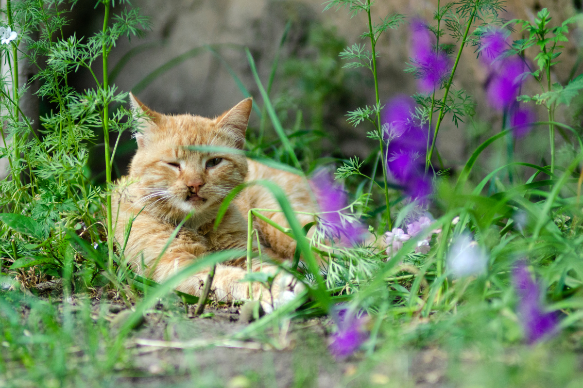 Ilustrační foto; Credit: Canva