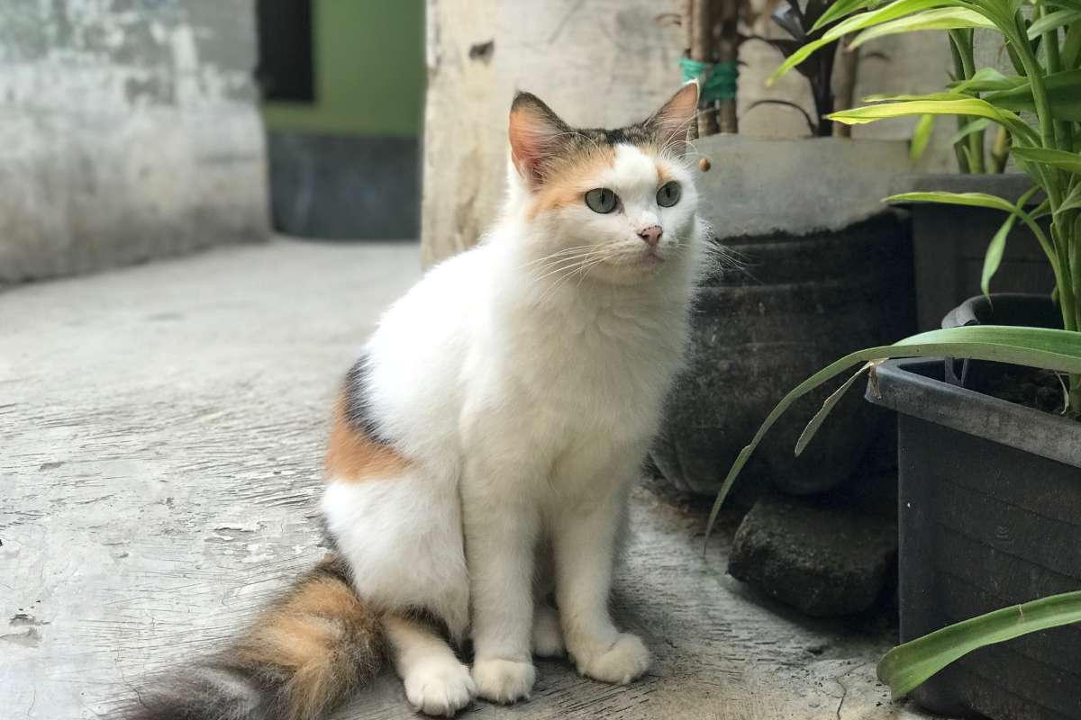 Ilustrační foto; Credit: Canva