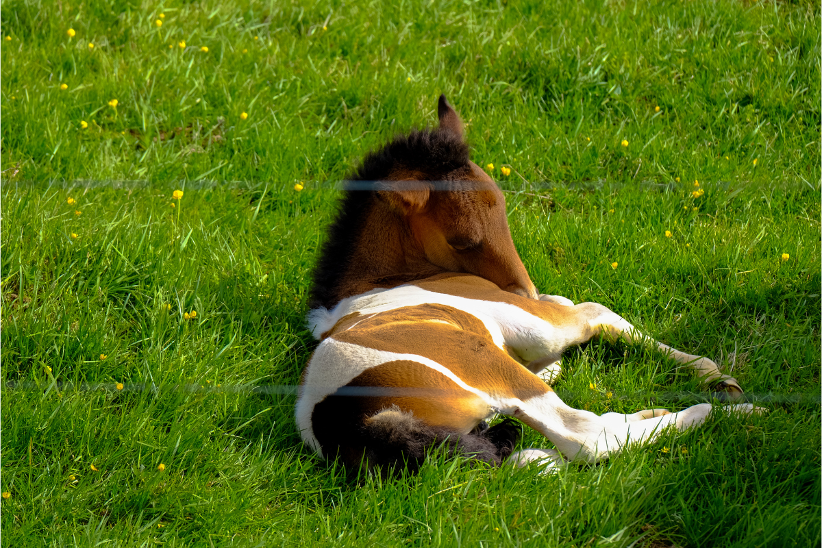 Ilustrační foto; Credit: Canva