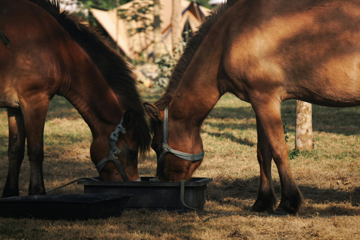 Ilustrační foto; Credit: Canva