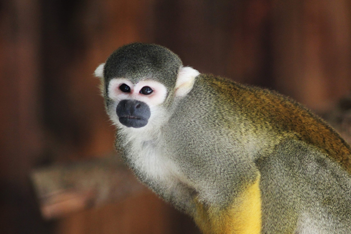 Ilustrační foto; Credit: Canva