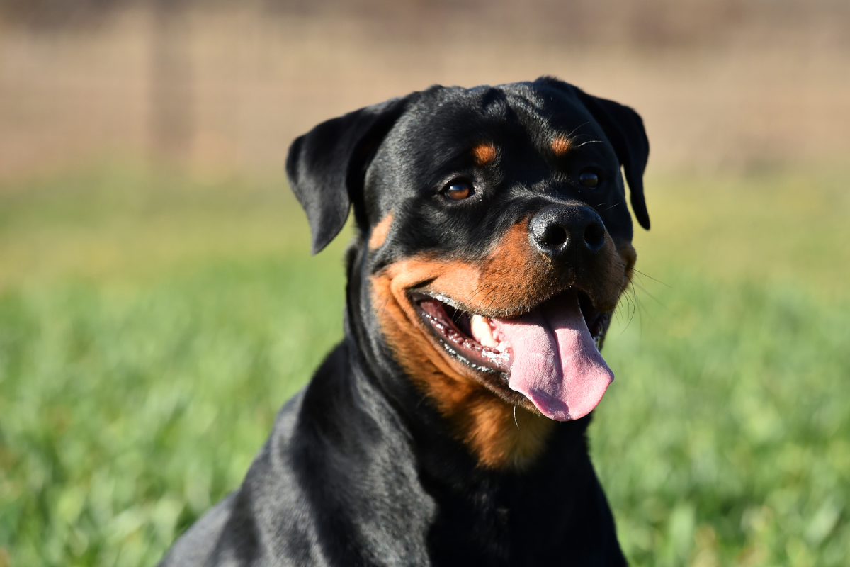 Ilustrační foto; Credit: Canva