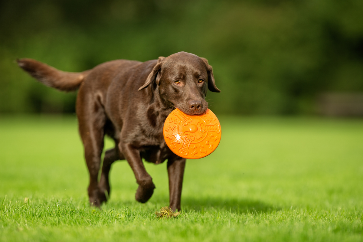 Ilustrační foto; Credit: Canva