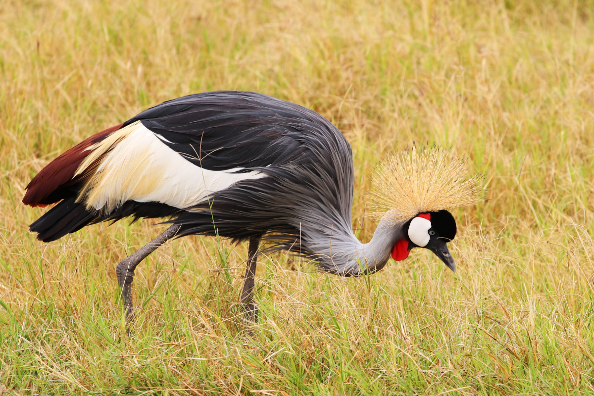 Ilustrační foto; Credit: Canva