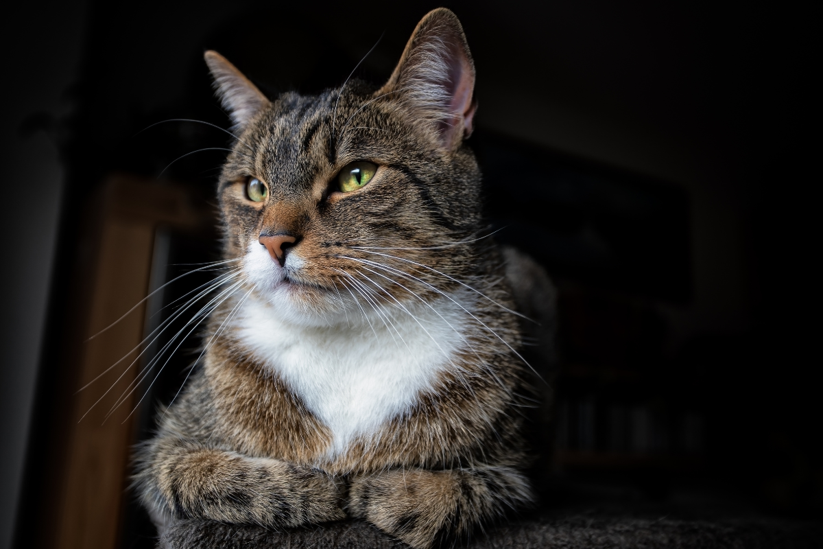 Ilustrační foto; Credit: Canva