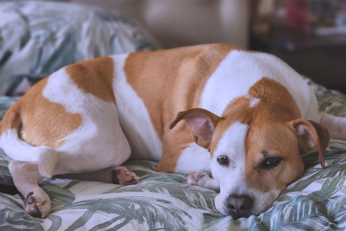 Ilustrační foto; Credit: Canva