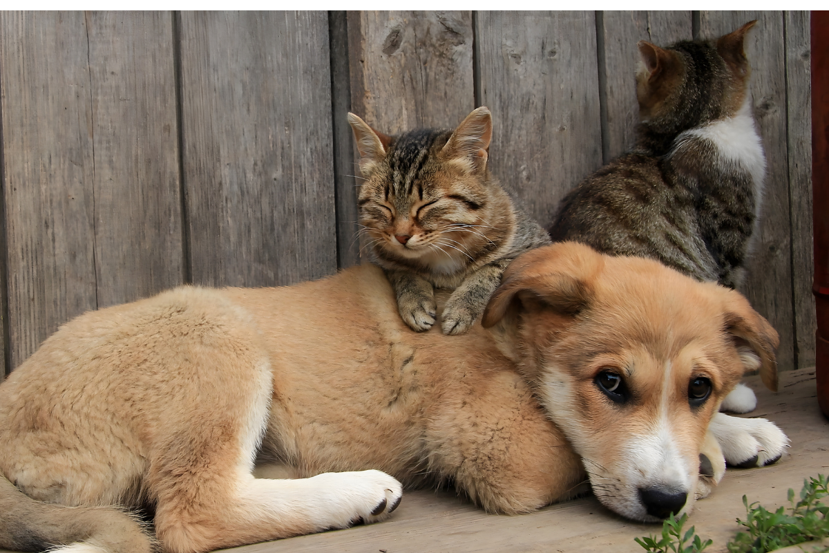 Ilustrační foto; Credit: Canva