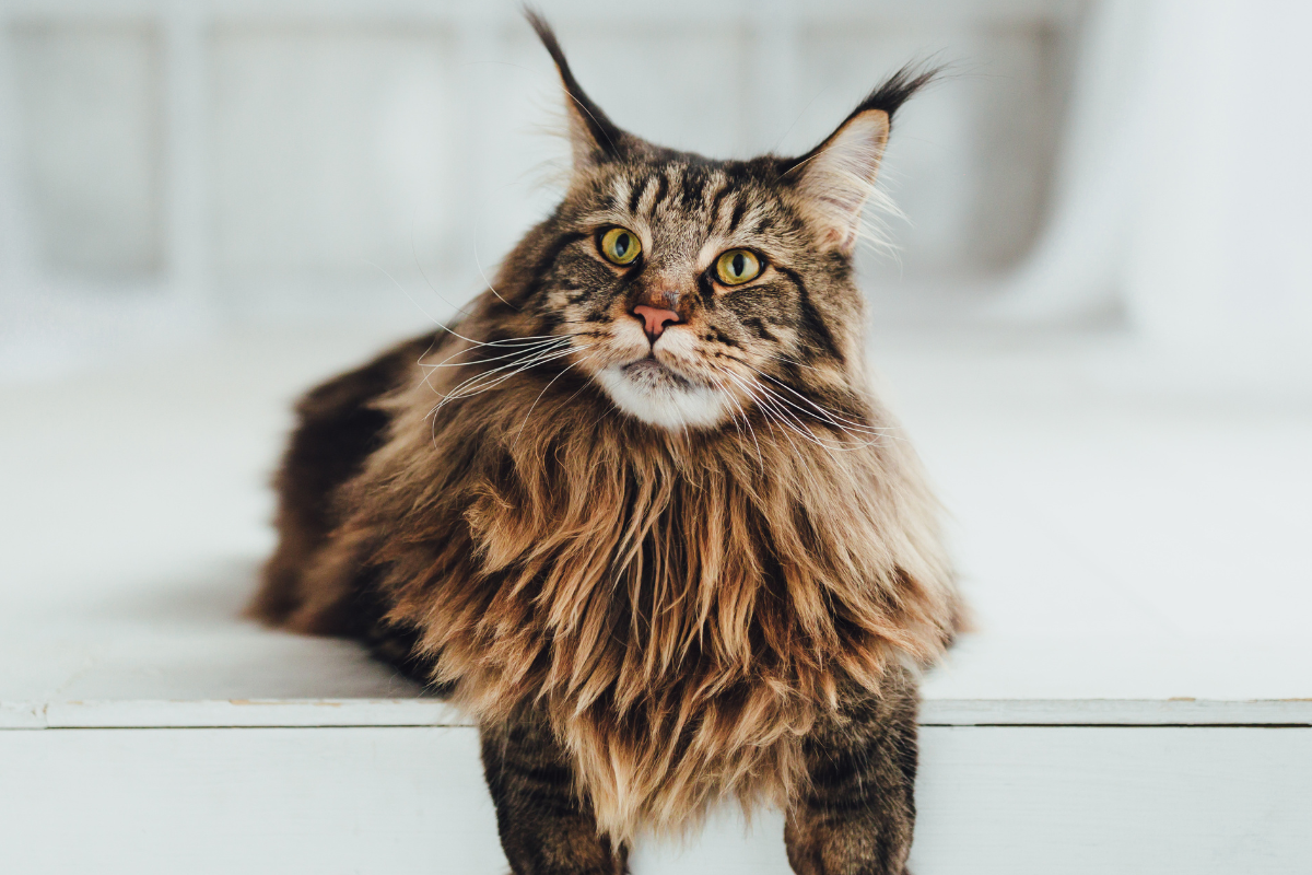 Ilustrační foto; Credit: Canva