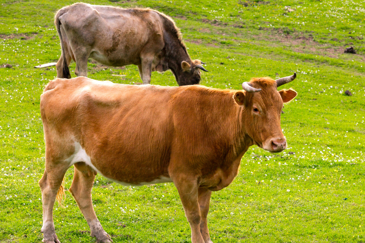 Ilustrační foto; Credit: Canva