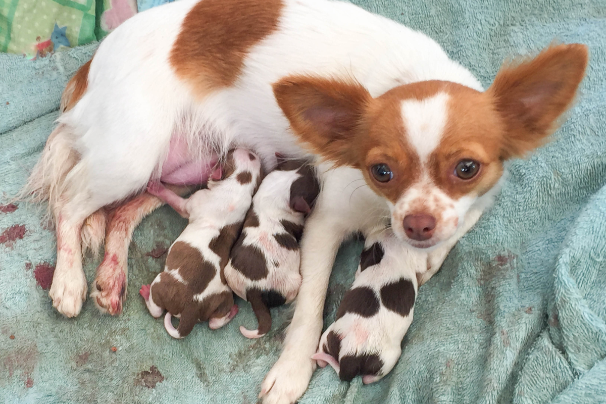 Ilustrační foto; Credit: Canva