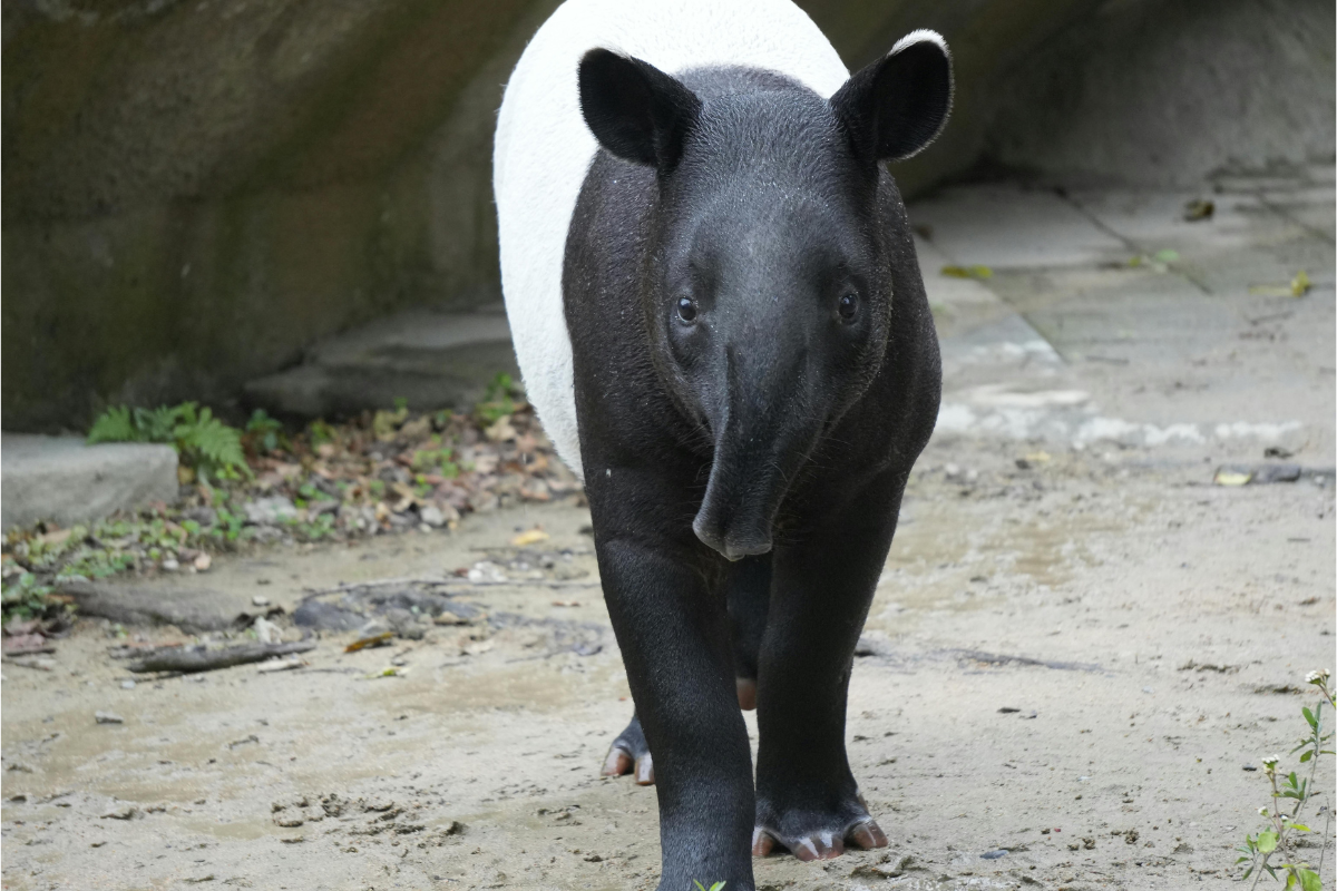 Ilustrační foto; Credit: Canva